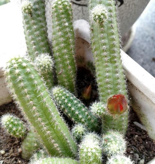 仙人指长花苞的时间是什么时候？如何促进花苞生长？