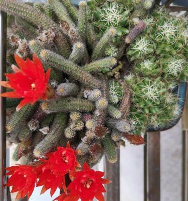 仙人指长花苞的时间是什么时候？如何促进花苞生长？