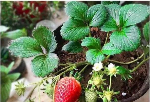 草莓在北方种植的可行性及注意事项？