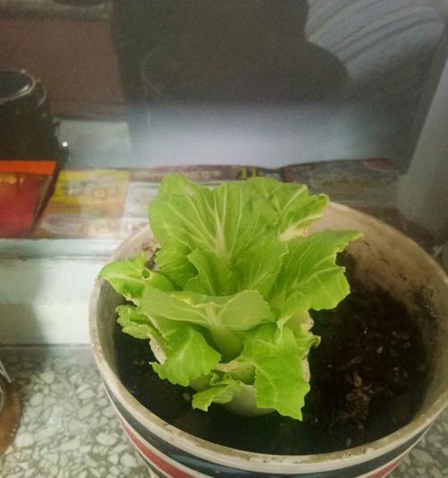 白菜如何生长？生长习性特点和环境条件是什么？