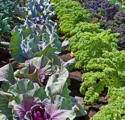 白菜如何生长？生长习性特点和环境条件是什么？