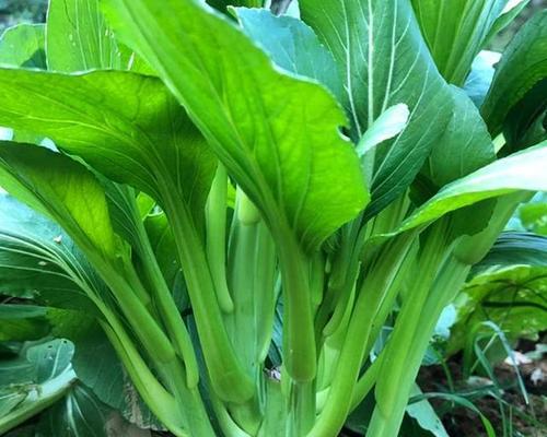 白菜如何生长？生长习性特点和环境条件是什么？