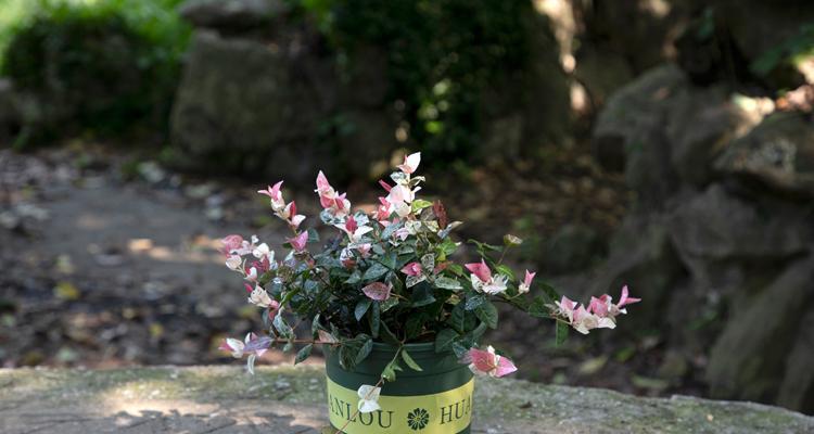 花叶络石种植深度选择：深盆还是浅盆更好？