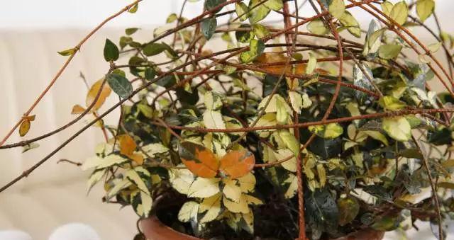 花叶络石种植深度选择：深盆还是浅盆更好？