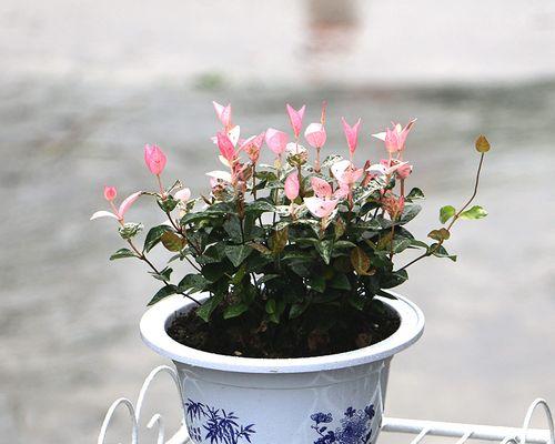 花叶络石种植深度选择：深盆还是浅盆更好？