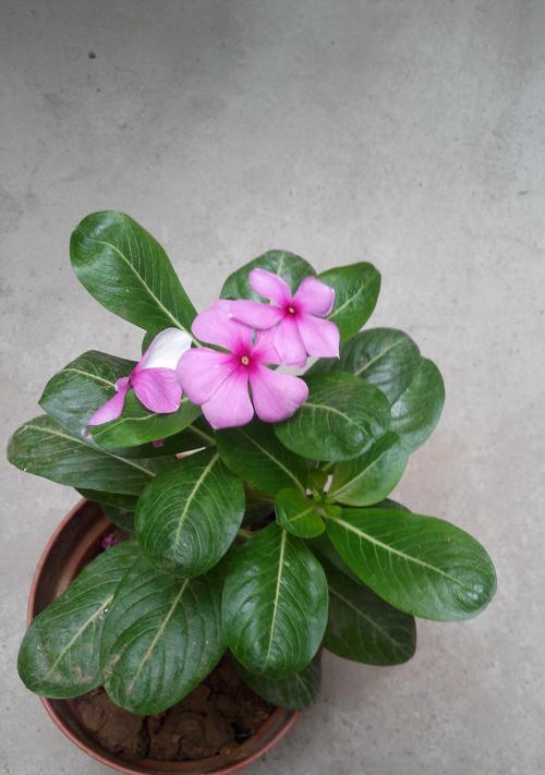 沈阳的市花是什么花？沈阳市花的含义和特点是什么？