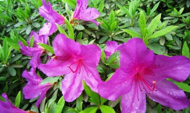 沈阳的市花是什么花？沈阳市花的含义和特点是什么？