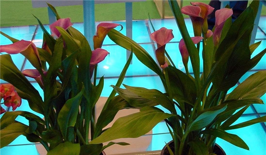 适合家里种植的花卉有哪些？如何选择适合室内环境的植物？