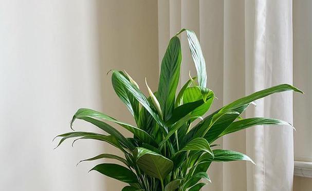 适合家里种植的花卉有哪些？如何选择适合室内环境的植物？