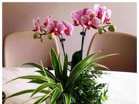适合家里种植的花卉有哪些？如何选择适合室内环境的植物？