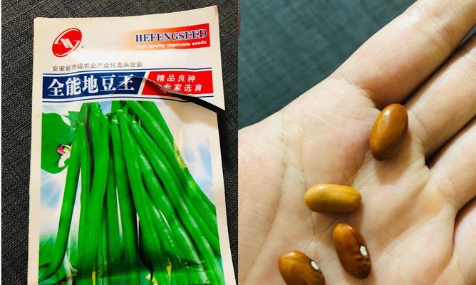 四季豆种子可以吃吗？食用安全性和正确方法是什么？