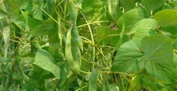 四季豆种子可以吃吗？食用安全性和正确方法是什么？