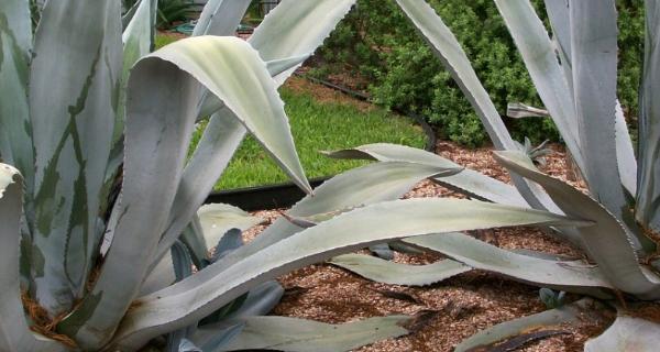 龙舌兰繁殖方法有哪些？繁殖过程中应注意什么问题？