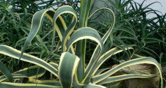 龙舌兰繁殖方法有哪些？繁殖过程中应注意什么问题？