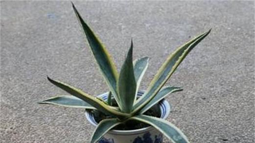 龙舌兰繁殖方法有哪些？繁殖过程中应注意什么问题？