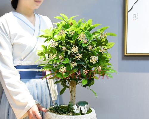 桂花盆栽冬天怎么养护？有哪些注意事项？