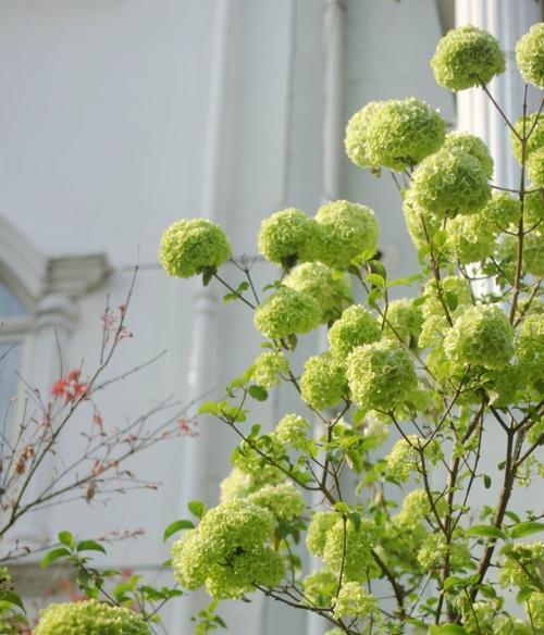 八仙绣球一年开几次花？如何确保其开花次数？