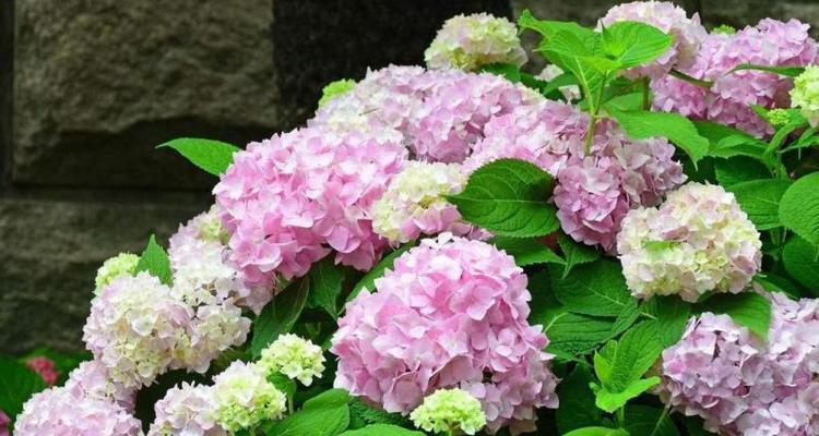 八仙绣球一年开几次花？如何确保其开花次数？
