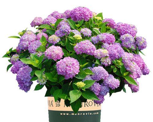 八仙绣球一年开几次花？如何确保其开花次数？