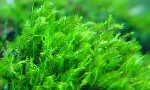 莫丝怎么养长的好？掌握这些技巧轻松养出健康莫丝！