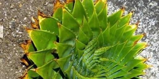 莫丝怎么养长的好？掌握这些技巧轻松养出健康莫丝！