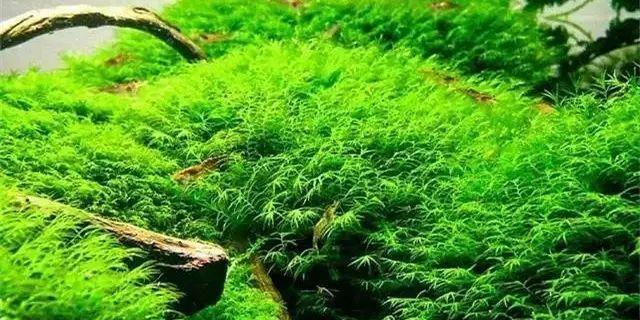 莫丝怎么养长的好？掌握这些技巧轻松养出健康莫丝！