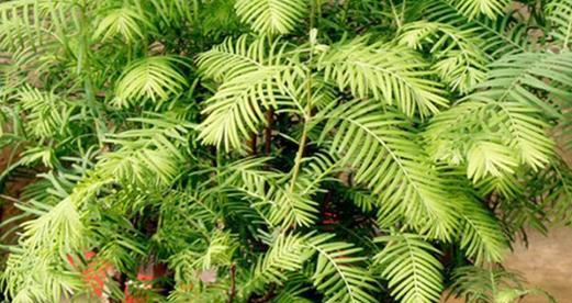 水杉属于草本植物吗？常见误解有哪些？