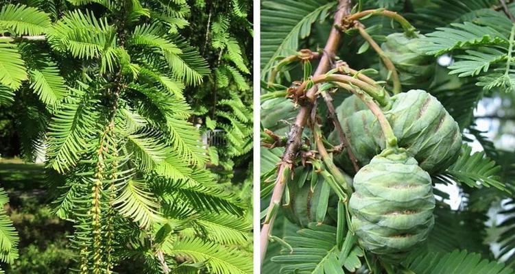 水杉属于草本植物吗？常见误解有哪些？