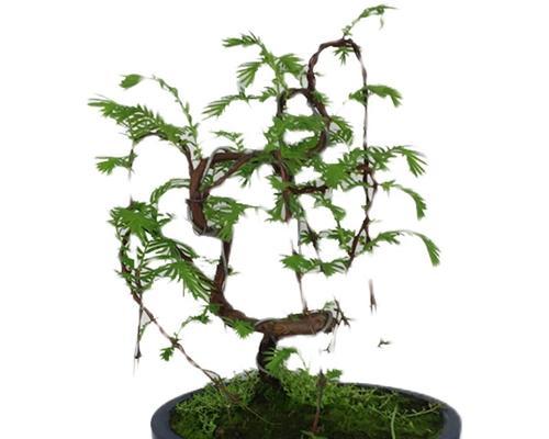 水杉属于草本植物吗？常见误解有哪些？