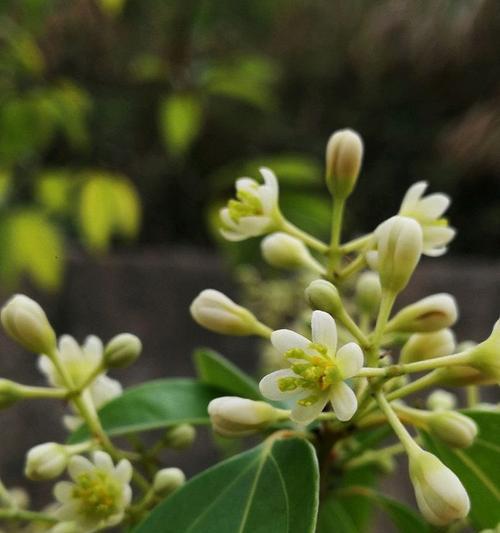 香樟树开花结果的时间是什么时候？常见问题有哪些？