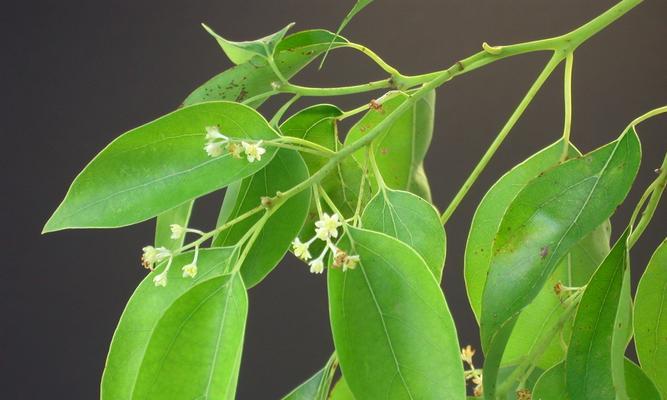 香樟树开花结果的时间是什么时候？常见问题有哪些？