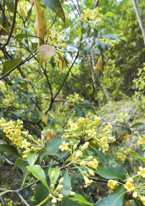 香樟树开花结果的时间是什么时候？常见问题有哪些？