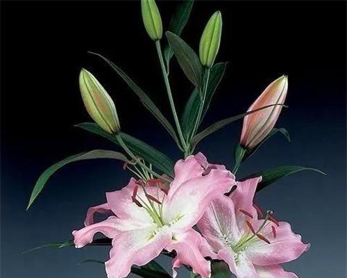 百合花是多年生还是年生植物？如何区分和养护？