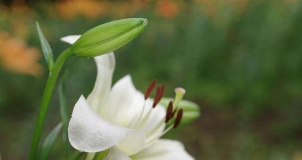 百合花是多年生还是年生植物？如何区分和养护？