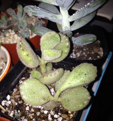 熊爪多肉繁殖方法是什么？繁殖过程中应注意哪些事项？