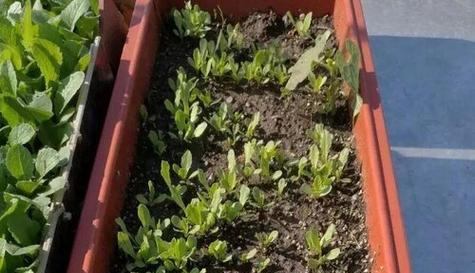 阳台种菜配土技巧是什么？如何满足种菜的土壤要求？