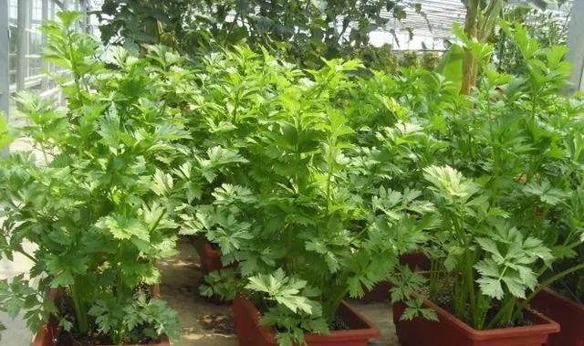 阳台种菜配土技巧是什么？如何满足种菜的土壤要求？