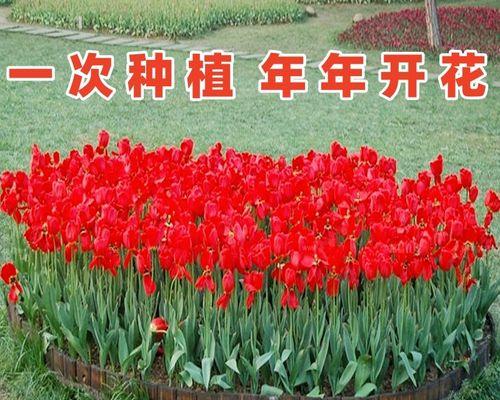 郁金香怎么种？栽种过程中应注意哪些问题？