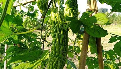 苦瓜几月份种植最合适？如何确保高产？