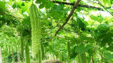 苦瓜几月份种植最合适？如何确保高产？