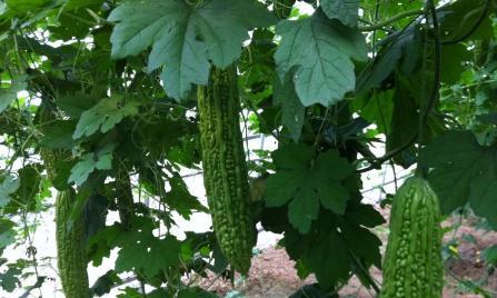 苦瓜几月份种植最合适？如何确保高产？