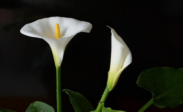 马蹄莲花香对人体有害吗？如何安全欣赏马蹄莲？