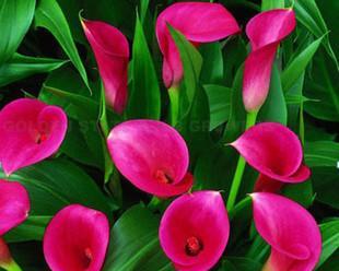 马蹄莲花香对人体有害吗？如何安全欣赏马蹄莲？