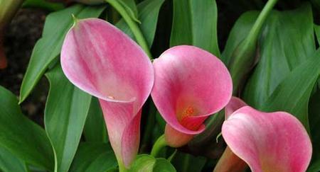 马蹄莲花香对人体有害吗？如何安全欣赏马蹄莲？