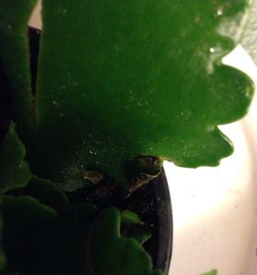 花叶子长虫子怎么办？有效防治方法有哪些？