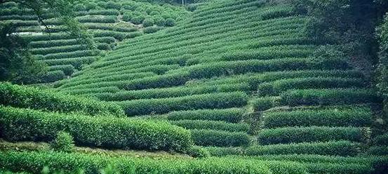 龙井茶原产地在哪里？如何辨别真正的龙井茶？