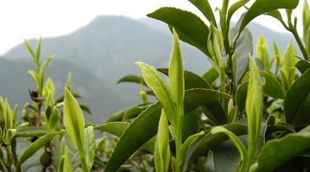 龙井茶原产地在哪里？如何辨别真正的龙井茶？