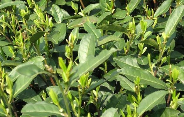 龙井茶原产地在哪里？如何辨别真正的龙井茶？