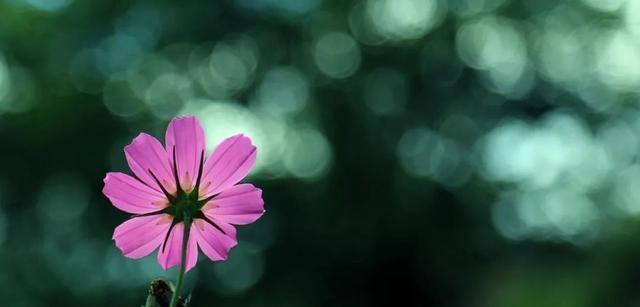 氨基酸浇花的效果如何？使用方法是什么？