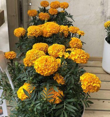 氨基酸浇花的效果如何？使用方法是什么？